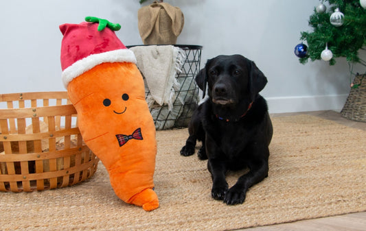 Karl Giant Carrot