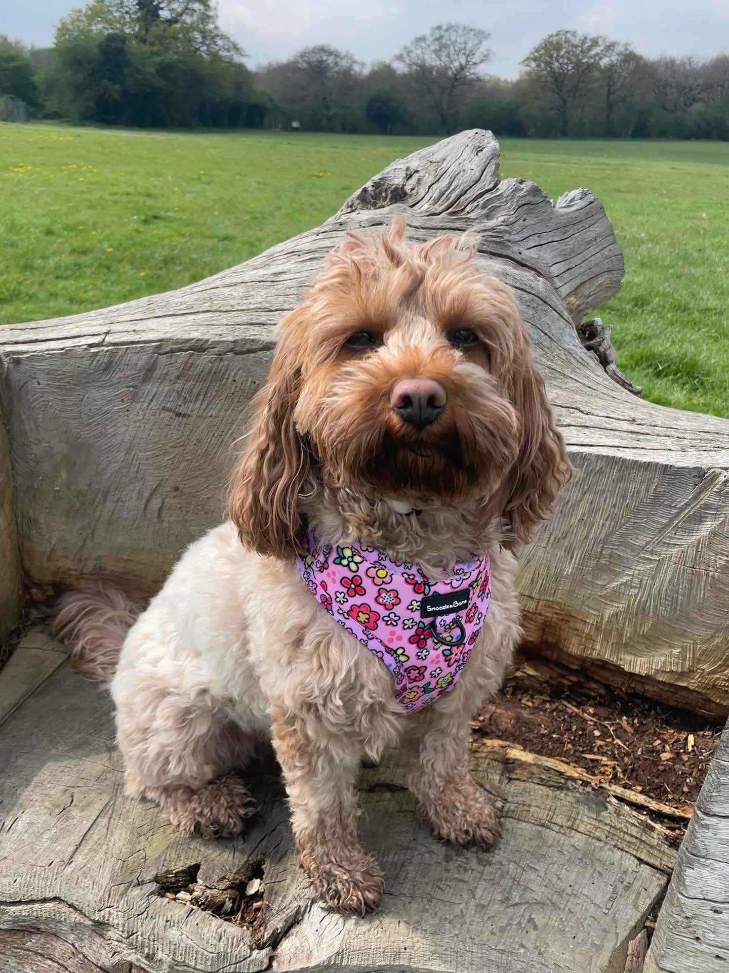 Pretty As A Petal Adjustable Harness