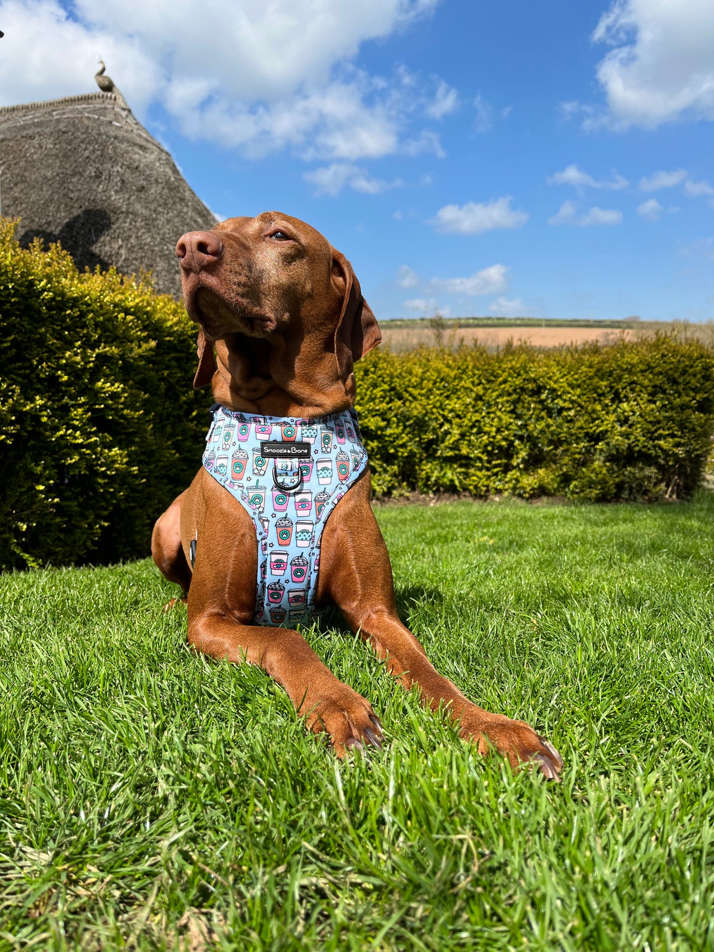 Waggachino Adjustable Harness