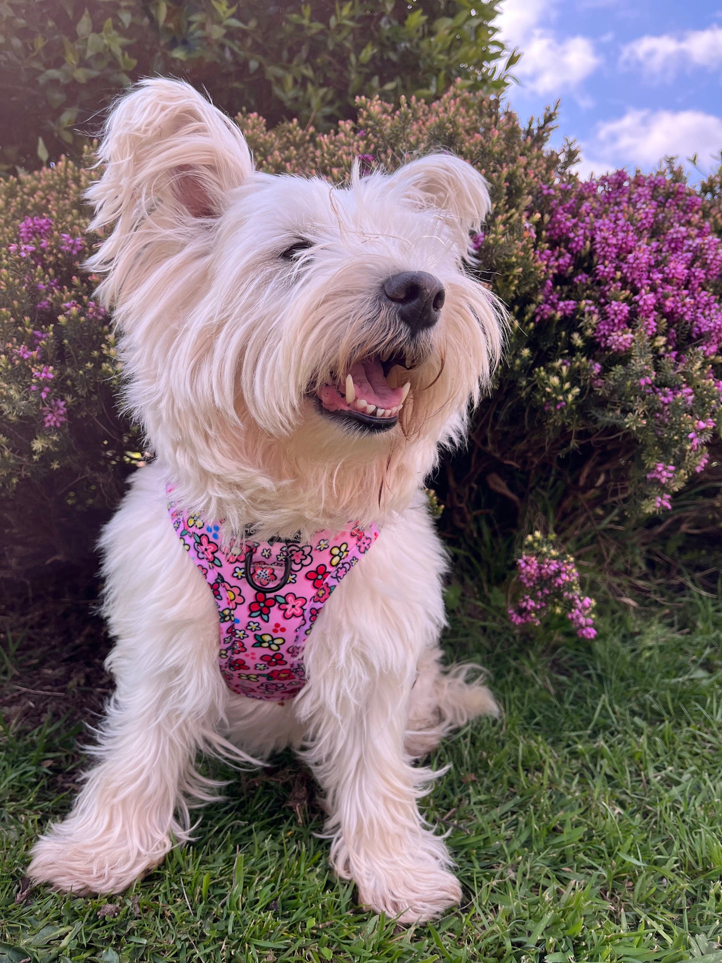 Pretty As A Petal Adjustable Harness