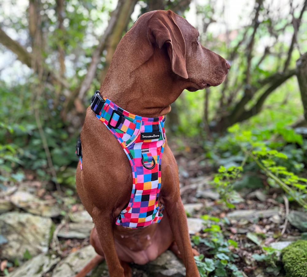 Ruff Explorer Harness
