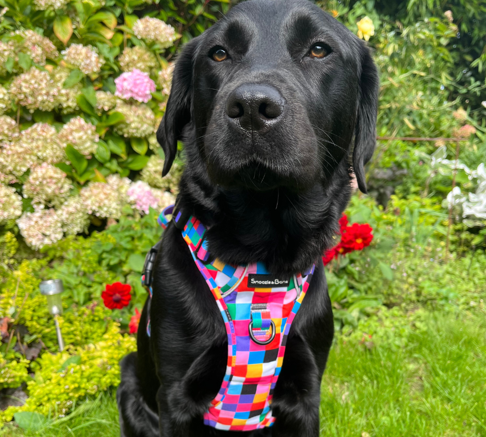 Ruff Explorer Harness