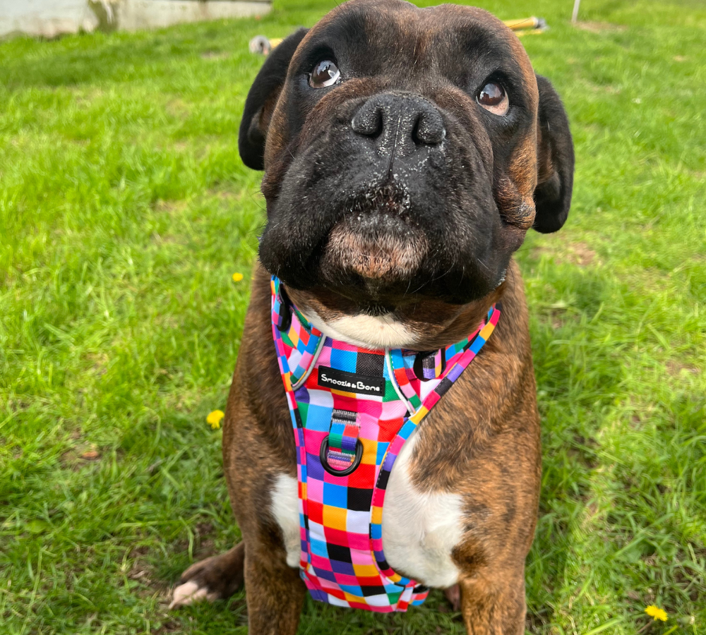 Ruff Explorer Harness